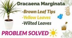 Dracaena Marginata: Brown Leaf Tips, Yellow leaves & Wilted leaves (Solutions) #dracaena