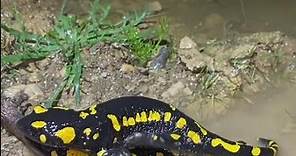 Reproducción de la salamandra