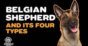 KNOW THE FOUR TYPES OF BELGIAN SHEPHERD