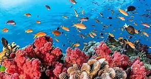 Austraila's Great Barrier Reef