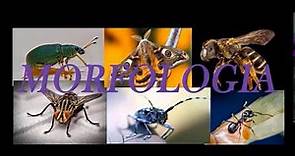 Entomologia-Episodio 4: Introduzione alla morfologia degli insetti, prima parte.
