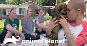 Cachorra Rottweiler que nació sin una de sus patas es adoptada | Amanda al Rescate | Animal Planet