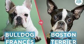 Bulldog frances vs Boston terrier - ¿En qué se diferencian estas dos razas?