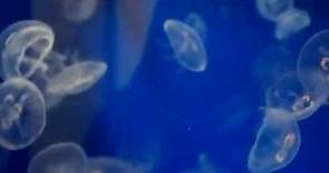 Ciclo de vida de la medusa luna: aurelia aurita