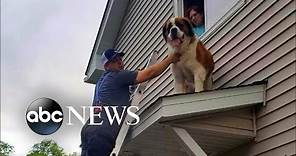 180-pound Saint Bernard rescued from rooftop