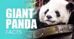 Giant Panda Facts: What Makes Pandas The Cutest?
