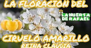 La floración del ciruelo amarillo reina claudia|•|(Prunus domestica subsp. italica)|•|5TaTemporada