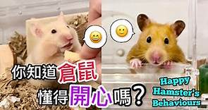 飼養倉鼠必須知道的8種倉鼠開心行為！Happy Hamster's Behaviours