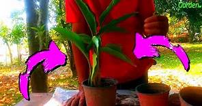 🌴Como reproducir la planta palma viajera o árbol del viajero🌴Ravenala madagascariensis