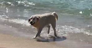 Dog is Loving the Beach in Hawaii