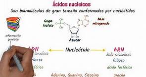 Ácidos nucleicos ADN y ARN