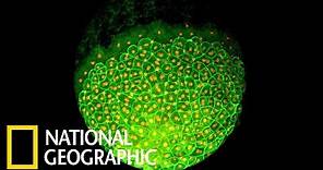 看一顆細胞如何發展成複雜生物《國家地理》雜誌