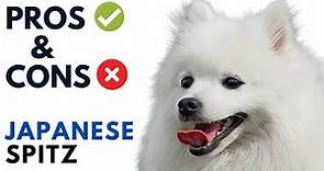 Japanese Spitz Pros and Cons | Japanese Spitz Dog Advantages and Disadvantages