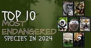 Top 10 Most Endangered Species in 2024 #endangeredspecies #2024