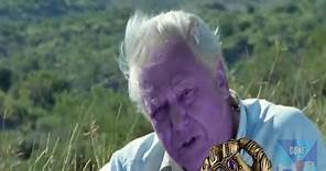 Sir David Attenborough Erases Half of the Universe (Thanos Meme)