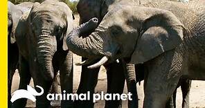 Why Do Elephants Have Trunks? | How Do Animals Do That?