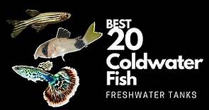 Best Coldwater Fish 🐠(explained) in 12 minutes!