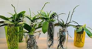蘭花（151）（國語）如何令水培蝴蝶蘭開花及多花 How to make water culture phalaenopsis rebloom and produce more flowers