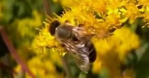 Apis mellifera carnica ? (Apidae-Hymenoptera) butinage