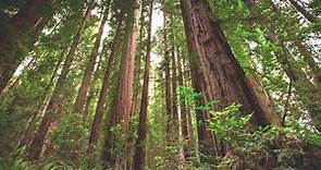 Everything to know about Redwood National and State Parks