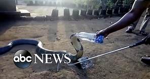 Thirsty cobra in India calmly accepts drink from villager