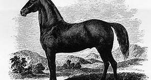 Justin Morgan’s Horse: Making an American Myth
