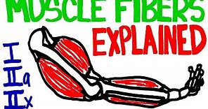 Muscle Fibers Explained - Muscle Contraction and Muscle Fiber Anatomy