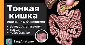 Тонкая кишка: Анатомия | Двенадцатиперстная кишка | Тощая и подвздошная кишка| Брыжейка|Easy Anatomy
