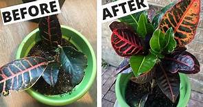 CROTON Problems? What a Croton Plant Needs to THRIVE | Petra Crotons