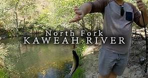 Fishing the North Fork of the Kaweah River