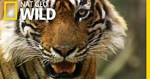 Even Tigers Must Battle For Food | Nat Geo Wild