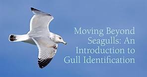 Moving Beyond Seagulls: An Introduction to Gull Identification with Justin Peter