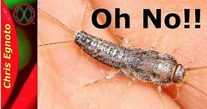 Learn Something About Silverfish!