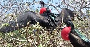 Cortejo del Fragata en Galapagos