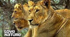 Asiatic Lion: A Once Dying Breed on the Rise | Love Nature