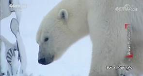 《动物世界》 20181018 如履薄冰的北极熊（上）