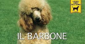 IL BARBONE trailer documentario (razza canina)