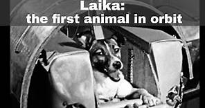 3rd November 1957: Laika the dog becomes the first animal to enter orbit around the Earth