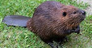 18 Beautiful Beaver Facts - Fact Animal