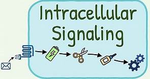 Intracellular Signaling / Second Messenger System