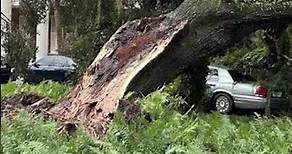 Ron DeSantis Says Family 'Fine' After Tree Falls On Governor's Mansion