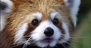 5 Mind-Blowing Red Pandas Facts You Need to See to Believe!