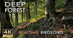 4K Deep Forest - 8 Hours NO LOOP Birdsong - Robin & Blackbird Singing - Relaxing Nature Ambiance