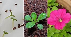 Petunia flower | How to grow petunias from seeds