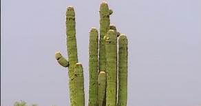 Descubre el cactus saguaro, el gigante del desierto mexicano