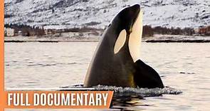 Skagerrak: The hunting grounds of the Orcas | Full Documentary