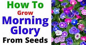 How To Grow Morning Glory Vine From Seeds || Summer Season Flowering Vine