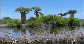 The Baobab Trees (Madagascar)