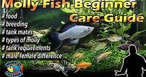 Molly Fish - Beginner Care Guide – breeding & feeding