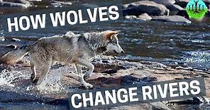 How Wolves Change Rivers